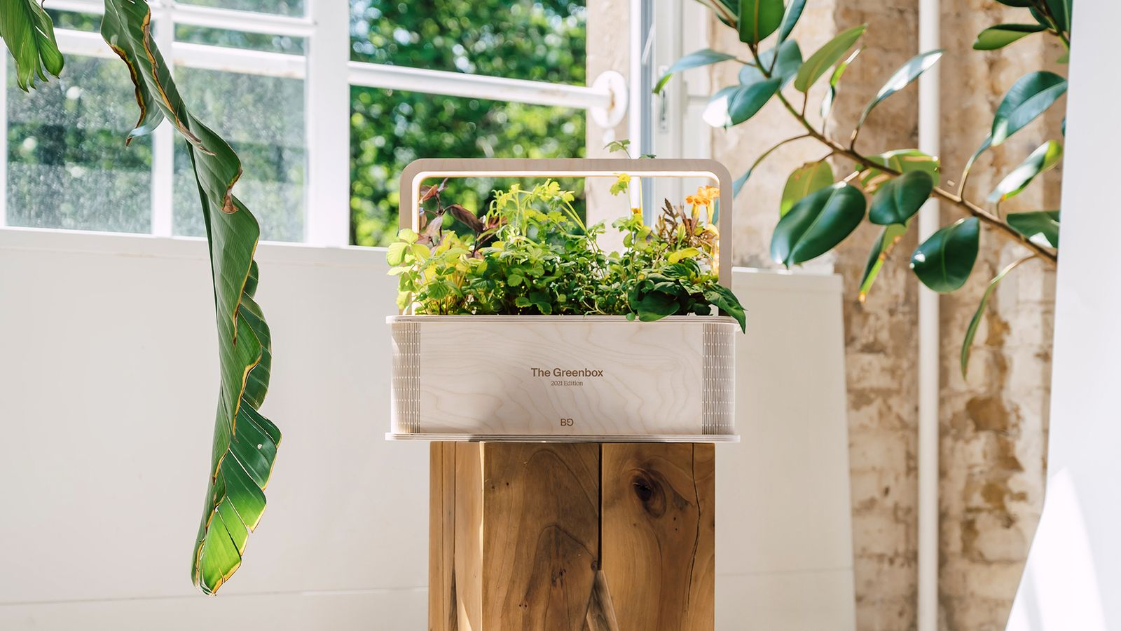 Berlin Green Greenbox on a wooden stool in a bright room with plants