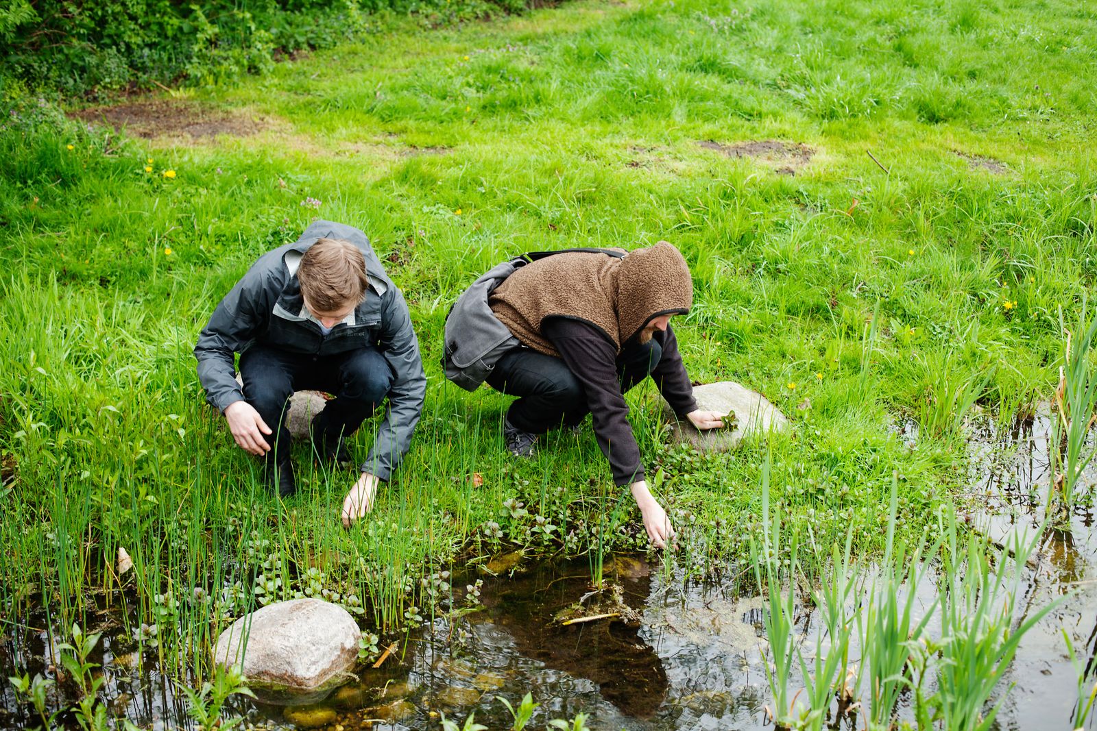 Chef Dylan Watson and a forager crouching at a pond to pick wild greens outside Berlin
