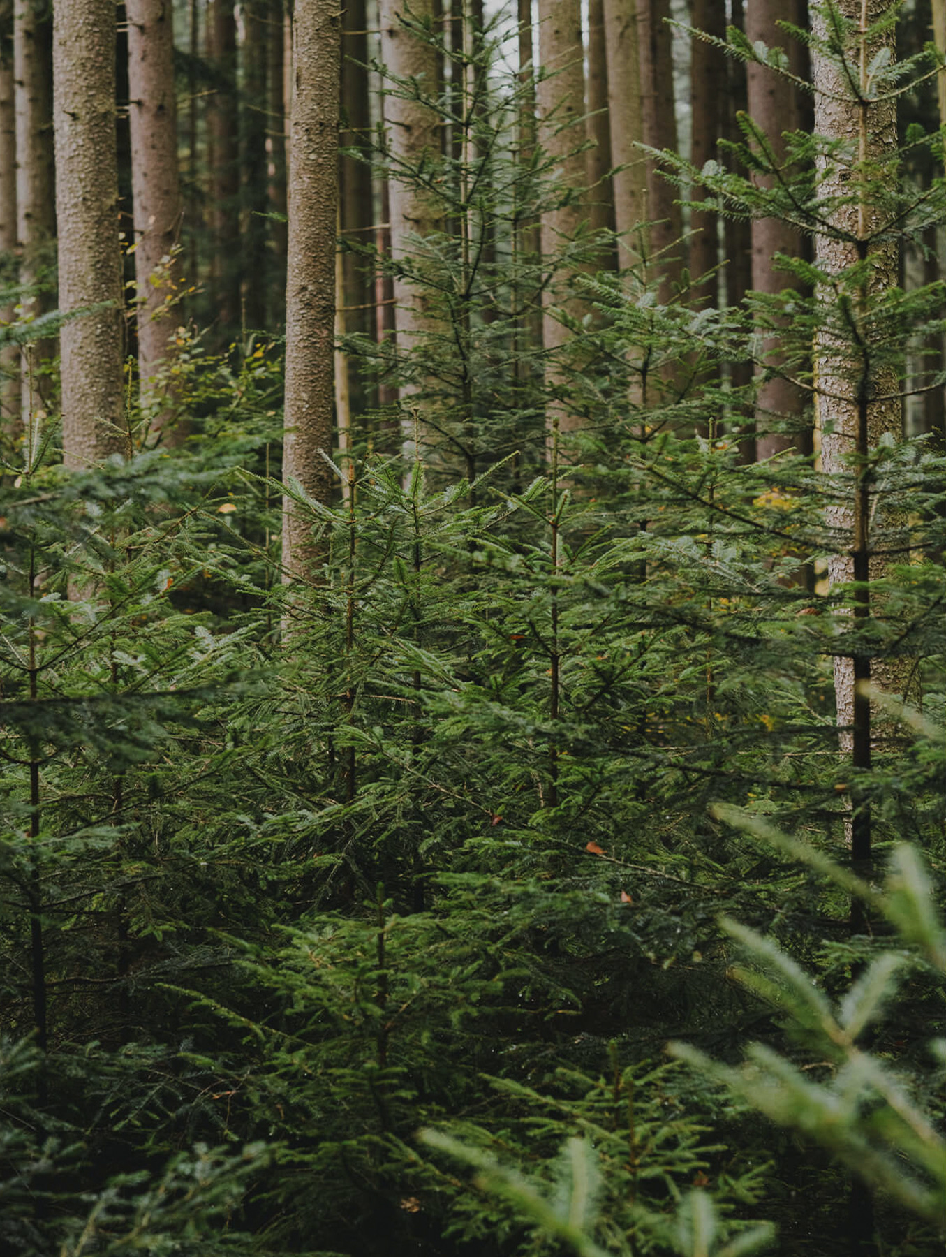 Spruce forest, the source of timber for MOHAB Spaces