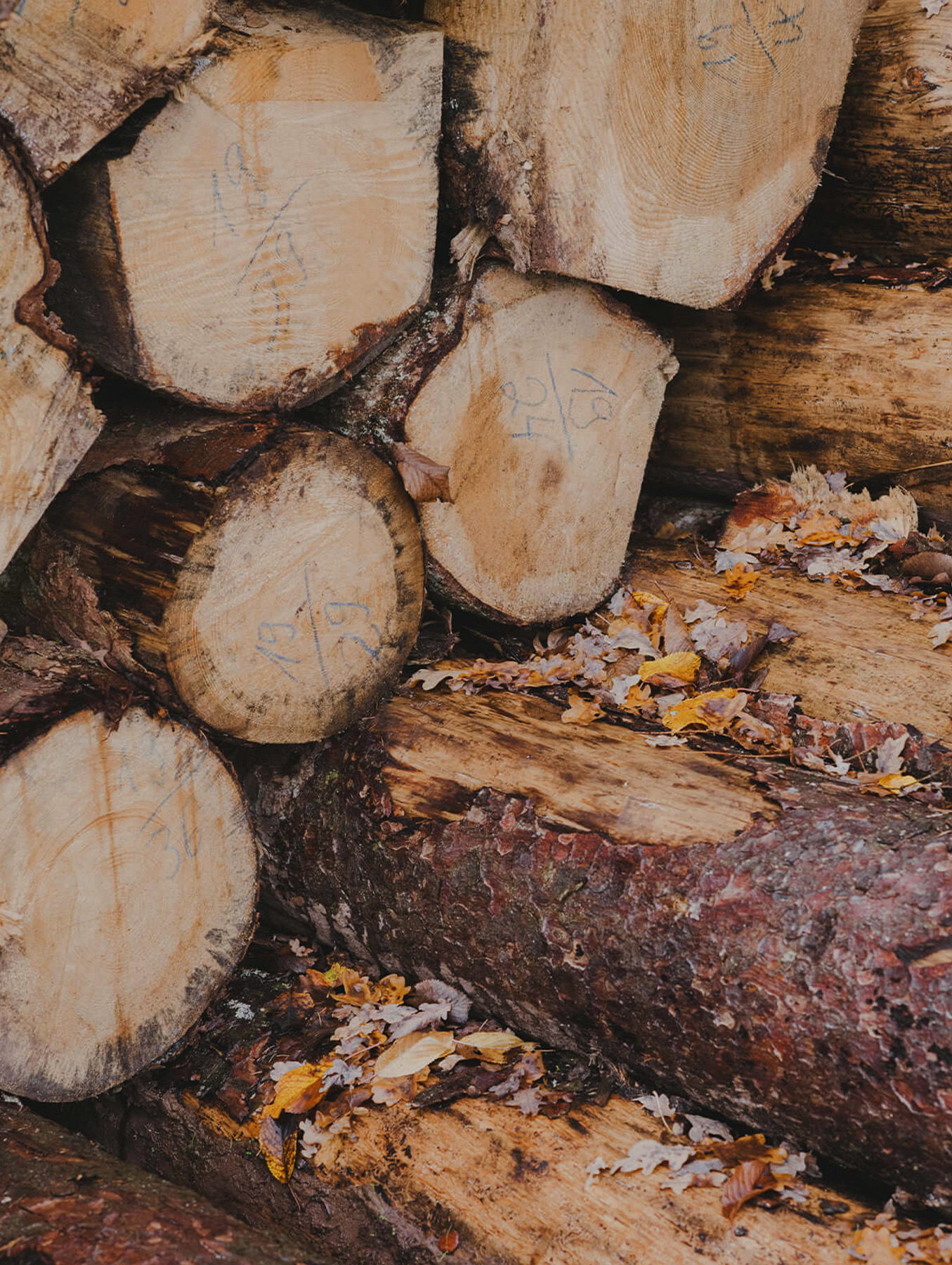 Stacked spruce logs, the timber used for MOHAB Spaces