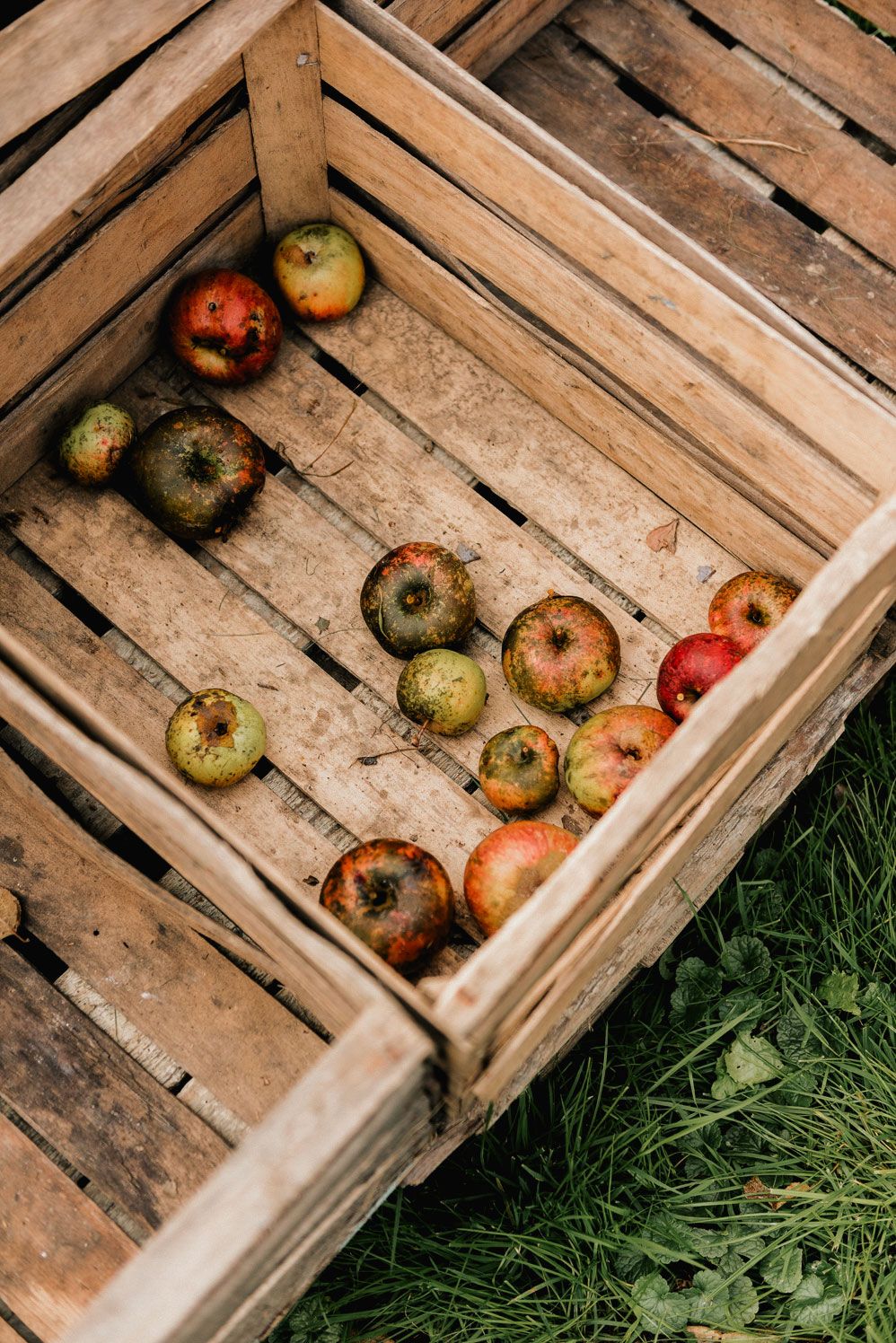 Freshly picked apples in a wooden crate on the grass