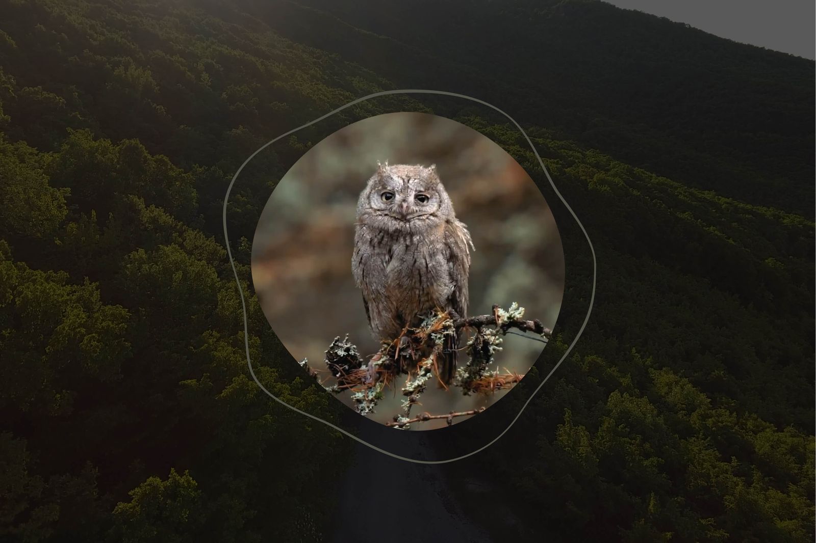 Owl framed by the Regenerative Sounds visualisation over a forested valley