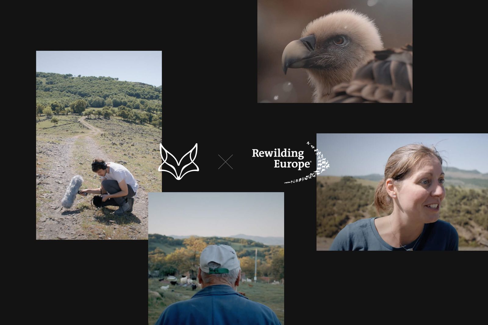 Collage of field recording in the Rhodope Mountains with Rewilding Europe