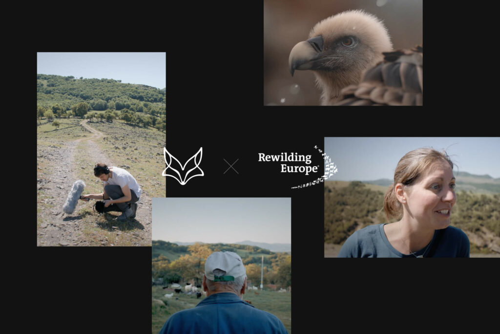 Wildling collage