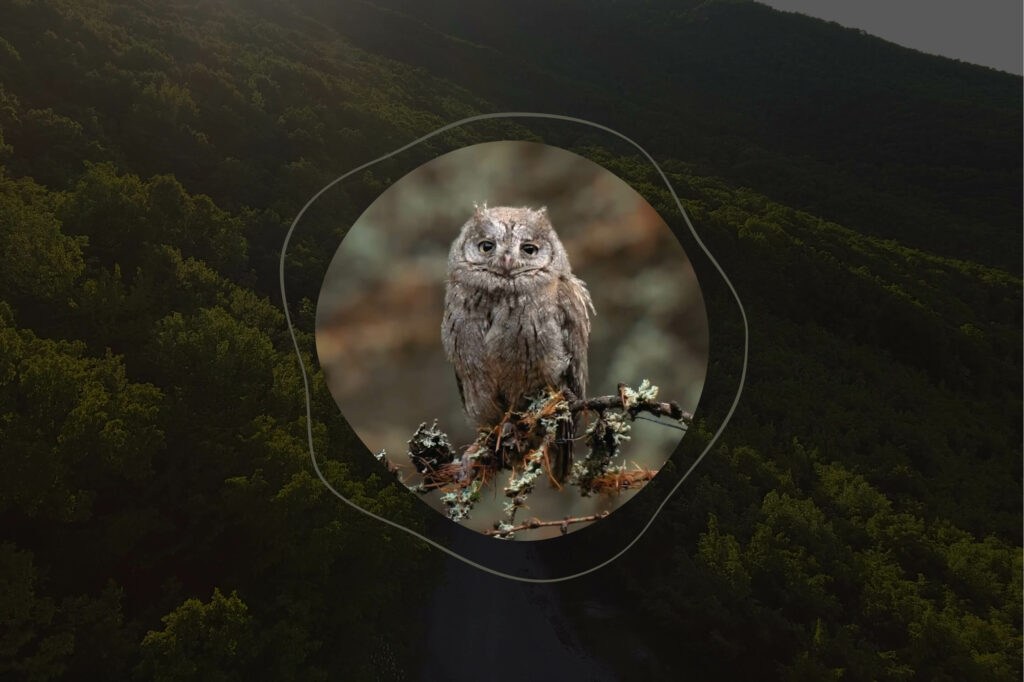 Wildling header